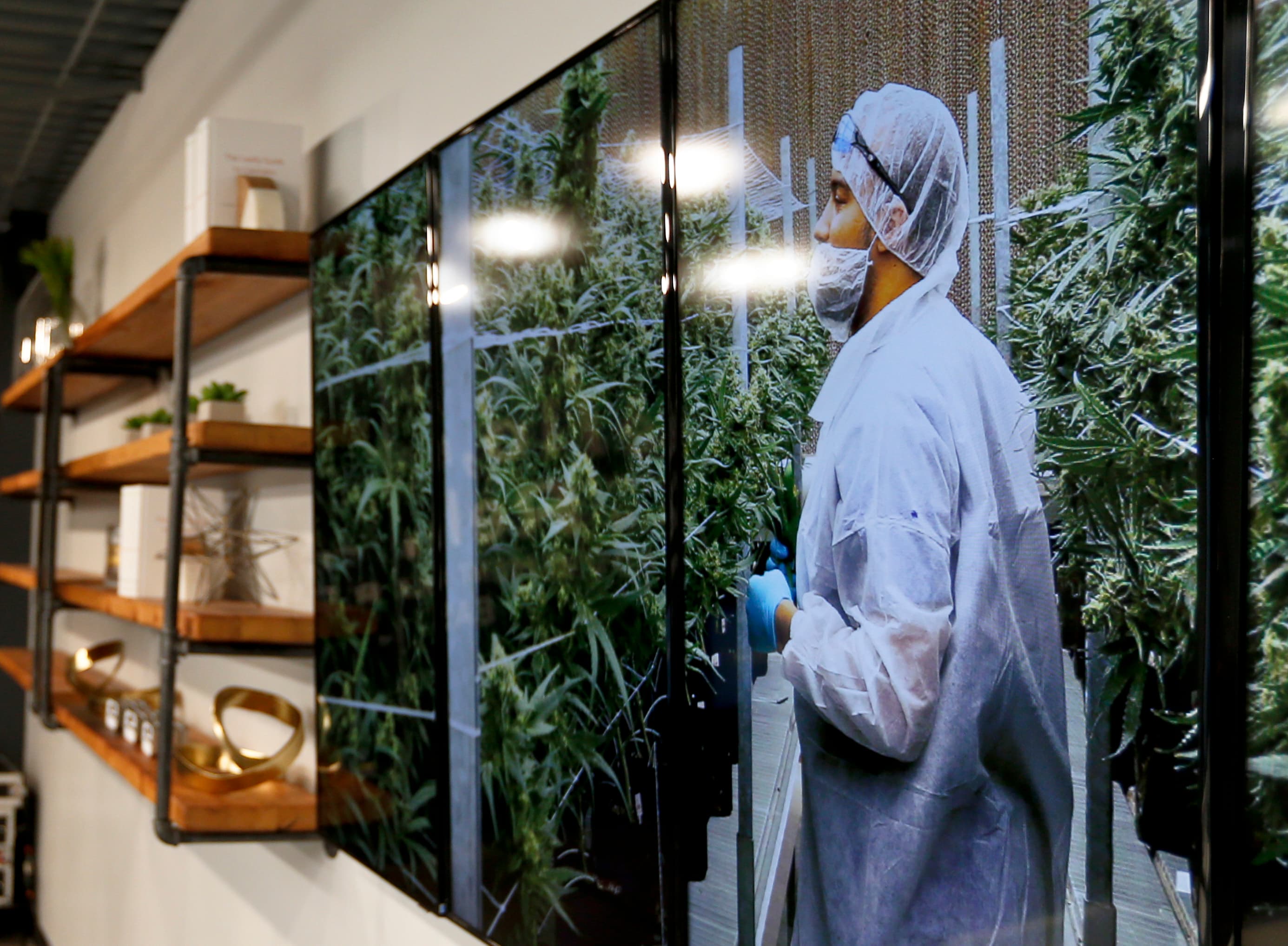 Photographs of marijuana plants are on the wall beside shelves of product displays during an open house and media availability for the opening of CY+ Medical marijuana Dispensary, Thursday, Feb. 1, 2018 in Butler, Pa.(AP Photo/Keith Srakocic)